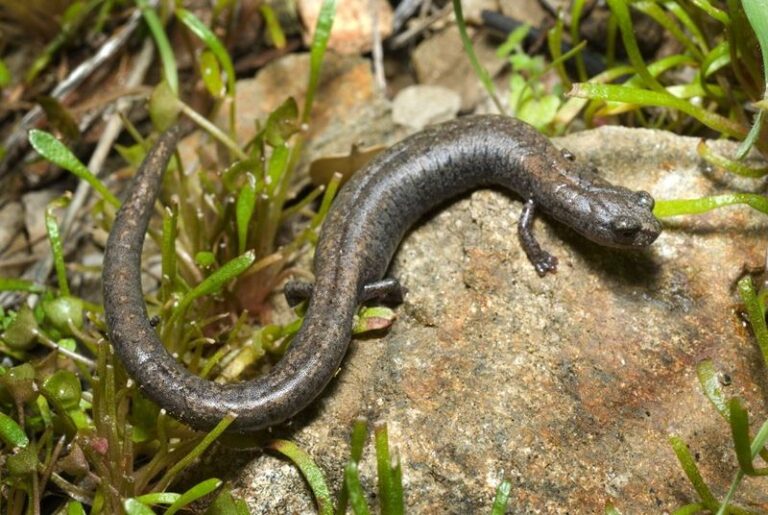 How To Protect Suitable Habitat for California Slender Salamanders Where They Live in Your Yard