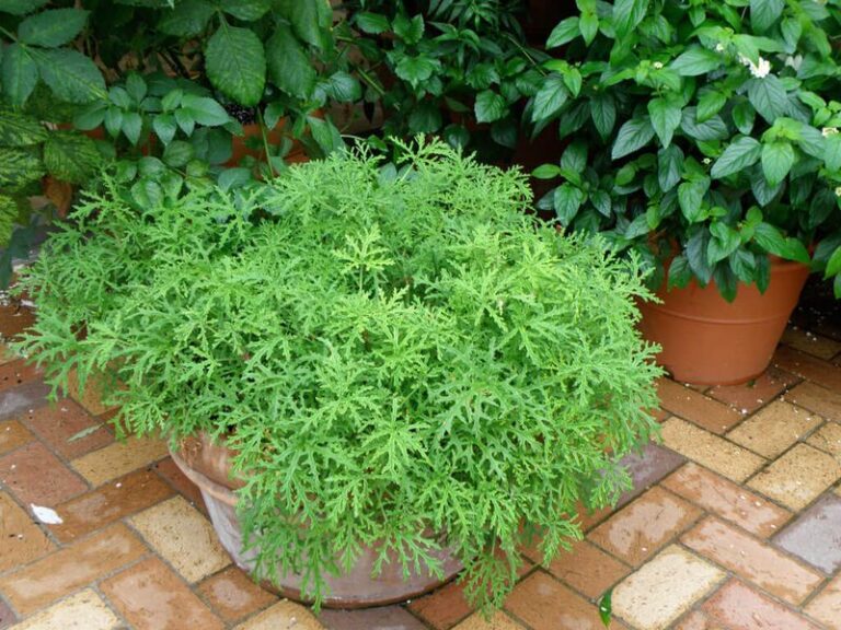 Citronella-Scented Geranium: The Texas Patio “Mosquito Plant” Explained