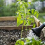 Your Tomato Harvest Gets Smaller When Daily Watering Trains the Roots to Stay Shallow