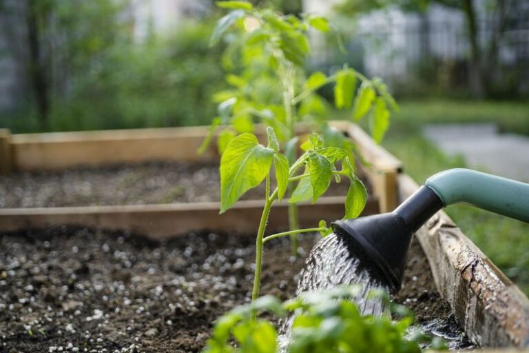 Your Tomato Harvest Gets Smaller When Daily Watering Trains the Roots to Stay Shallow