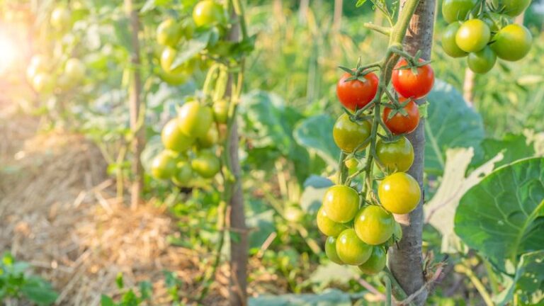 Your Fall Tomatoes Set Fruit but Stall Before They Redden – Here’s the One Feeding Move That Finishes Them