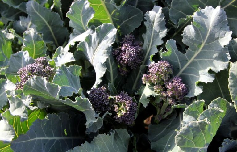 Your Fall Broccoli Leaves Are Turning Purple Around the Edges – Here’s the Cold-and-Nutrient Slip Behind It