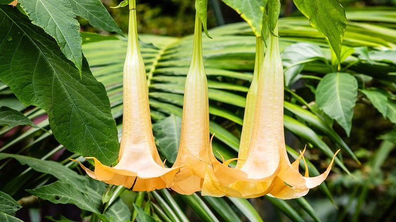 Cottonmouths Get All the Fear, but These 7 Florida Yard Shrubs Hurt You Just as Fast