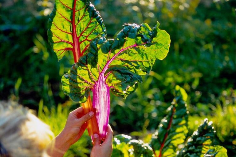 Your Fall Swiss Chard Grows Rubbery, Bitter Leaves Instead of Tender Ones – Here’s the Watering Slip Behind It