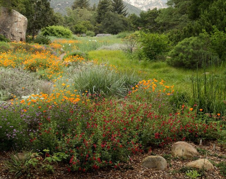 The Best California Botanical Gardens Where Gardeners Quietly Gather Free Native Plant Ideas Worth the Drive