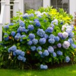 Your Hydrangeas Keep Struggling Because the Spot You Picked Sets Them Up to Fail