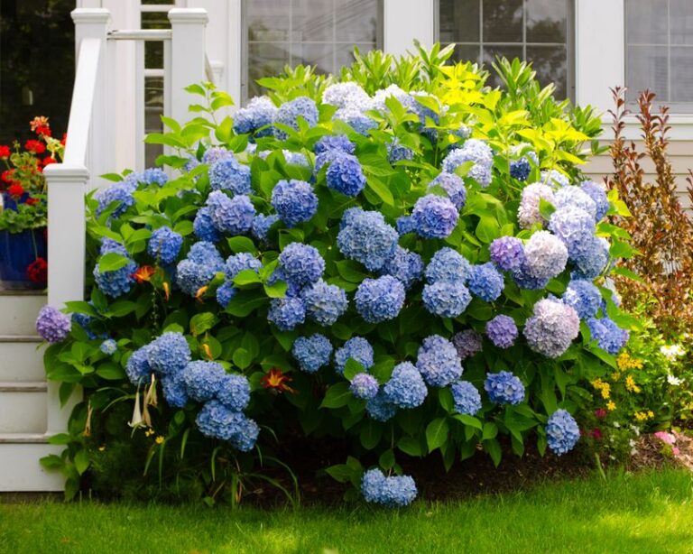 Your Hydrangeas Keep Struggling Because the Spot You Picked Sets Them Up to Fail