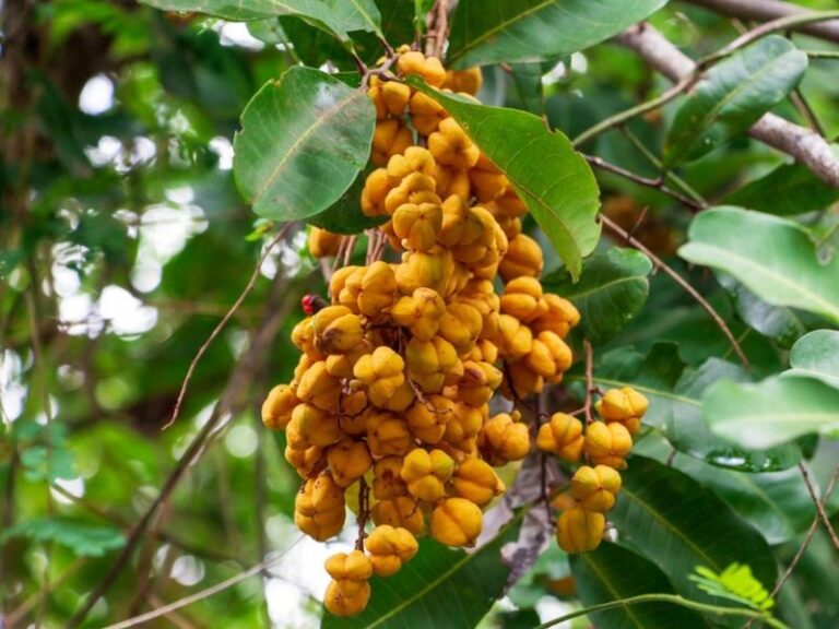 7 Florida Shrubs Being Pulled From County Approved Lists This Fall – Rip Them Out Before They Spread