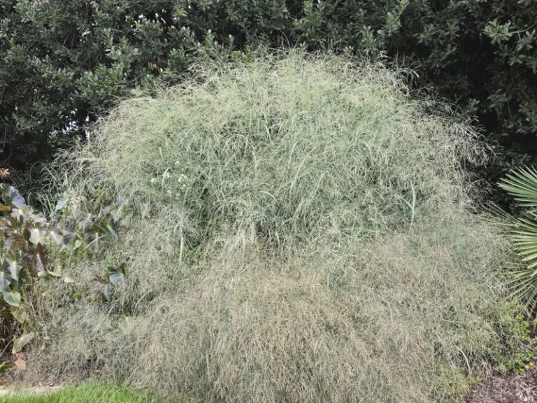 The Most Underrated North Carolina Native Grass That Keeps Fleas Out of Your Pet-Friendly Backyard