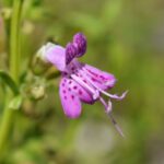 Florida gardeners keep regretting Mexican petunia once these 7 native alternatives fill in