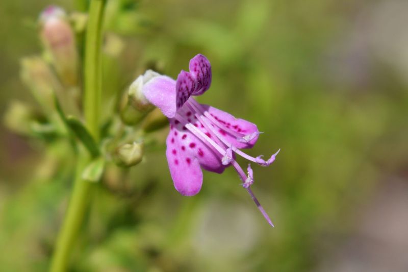 Florida gardeners keep regretting Mexican petunia once these 7 native alternatives fill in