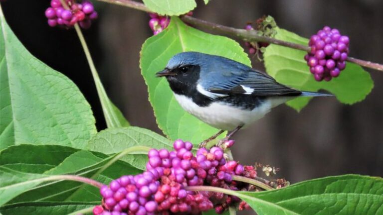 Beautyberry Feeds North Carolina Songbirds Into Winter While Everyone Else Rips It Out as a Weed