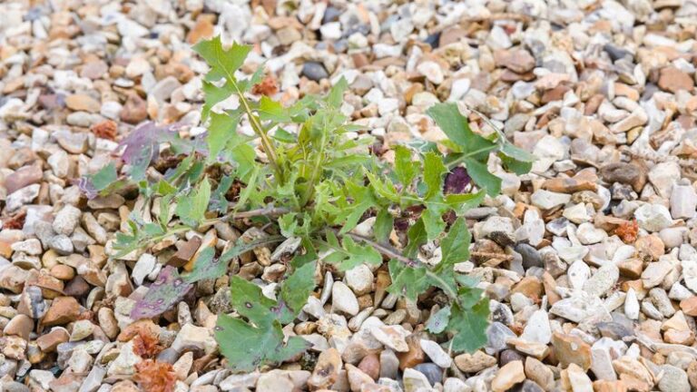 Gravel Weeds Keep Pushing Through Your Path No Matter How Often You Pull Them — Here’s How to Stop Them at the Root