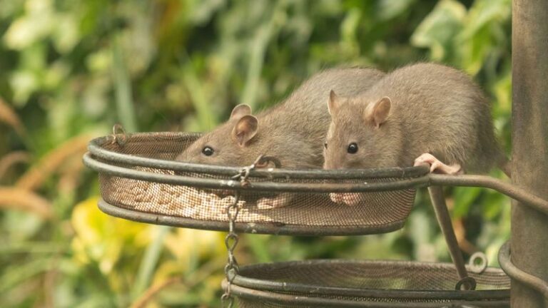 The One California Yard Habit That’s Quietly Drawing Rats Toward Your House Right Now, and the Simple Fix
