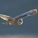 California Barn Owls Clear More Gophers in a Night Than Any Trap, and One Box Placement Mistake Keeps Them Away