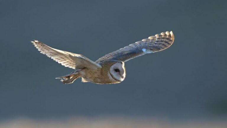 California Barn Owls Clear More Gophers in a Night Than Any Trap, and One Box Placement Mistake Keeps Them Away