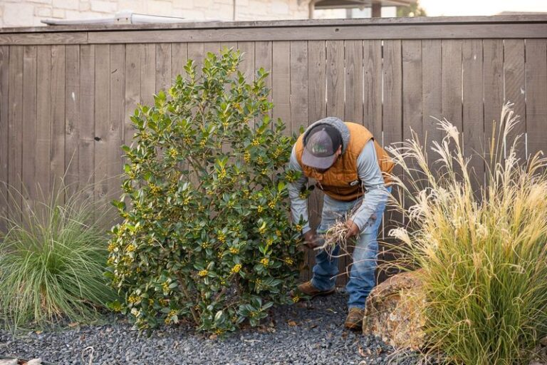 The Central Texas Shrubs Worth Pruning Right Now in Early Fall and the Ones That Punish You For It