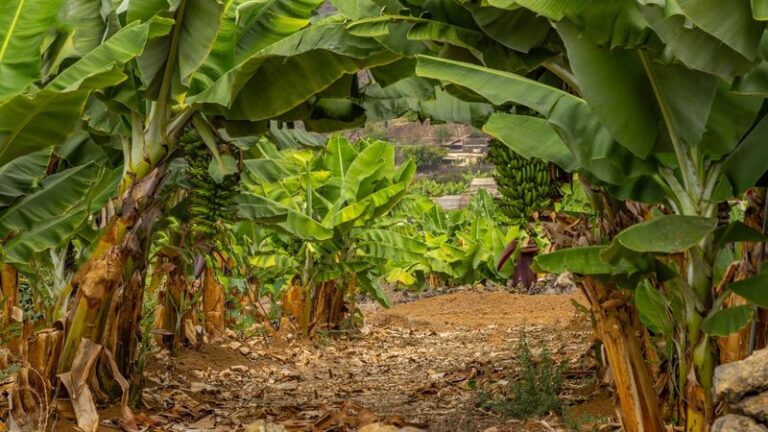 7 Things Florida Gardeners Wish They Knew Before Planting a Banana in the Yard