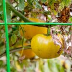 Your Fall Tomatoes Grow Big and Leafy but Set Small, Watery Fruit – Here’s the Feeding Move That Fixes It