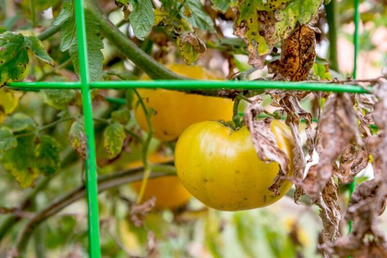 Your Fall Tomatoes Grow Big and Leafy but Set Small, Watery Fruit – Here’s the Feeding Move That Fixes It