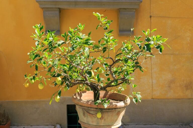 Why Your California Citrus Leaves Droop in the Afternoon Heat, and What the Tree Is Really Telling You