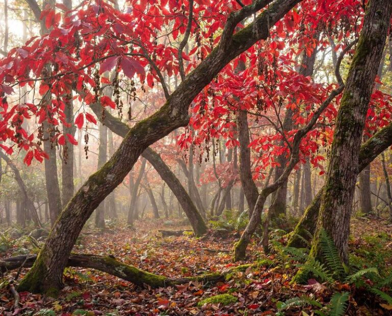 The Most Underrated North Carolina Native That Blazes Fiery Red in Fall While Feeding Honey Bees All Summer