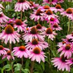 The One Thing North Carolina Coneflowers Need This Fall or They’ll Stop Coming Back on Their Own Next Year