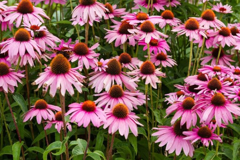 The One Thing North Carolina Coneflowers Need This Fall or They’ll Stop Coming Back on Their Own Next Year