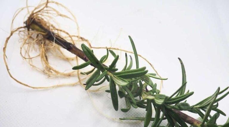 Your Favorite Rosemary Bush Turns Into a Dozen Free Plants When You Take Cuttings This Fall