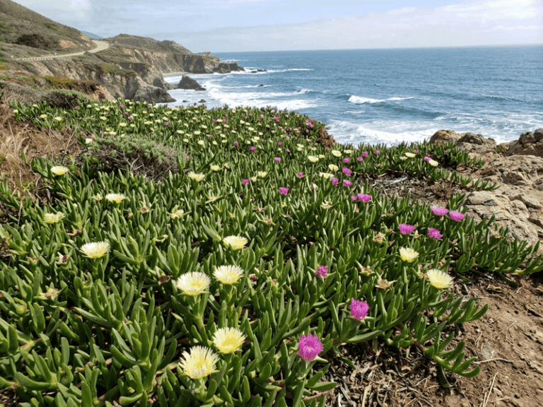 California Ice Plant and Local Restrictions: What Homeowners Need to Check Before Planting or Removing