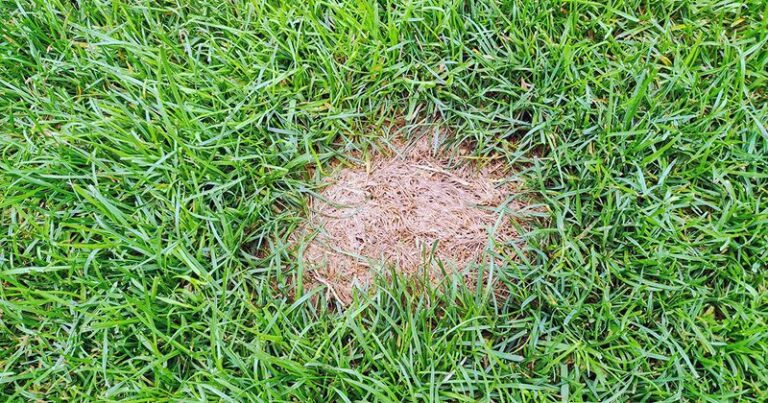 Grass Seed Fails on Bare Soil for One Simple Reason Most Lawns Start With