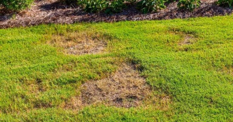 Your Grass Seed Won’t Sprout on Top of the Soil — Here’s the One Basic Mistake Behind the Bare Spots