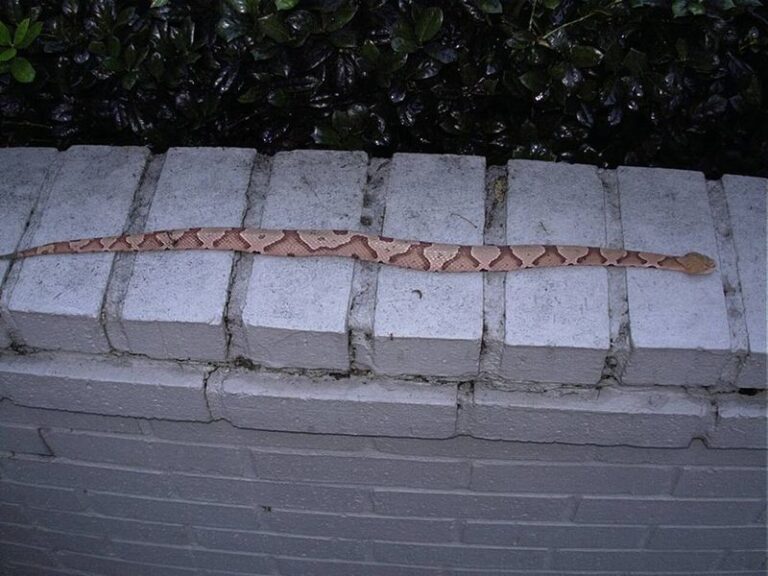 Copperheads Are Slipping Into North Carolina Stone Walls and Retaining Blocks This Fall, and These Gaps Give Them Away