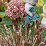 Your Hydrangeas Set Next Year’s Blooms With One Fall Step Gardeners Skip