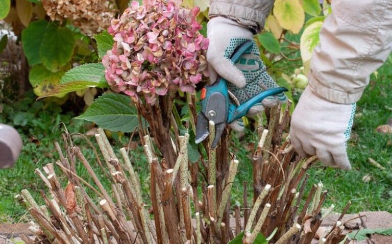 Your Hydrangeas Set Next Year’s Blooms With One Fall Step Gardeners Skip