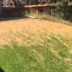 Your Lawn Turns Brown While the Weeds Stay Green for One Reason Homeowners Miss
