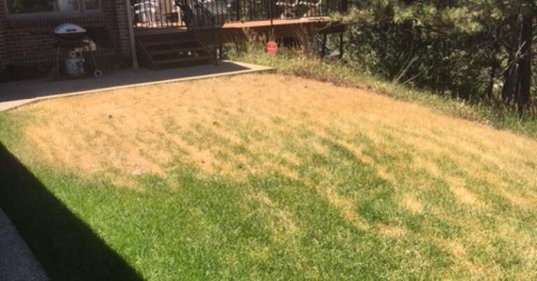 Your Lawn Turns Brown While the Weeds Stay Green for One Reason Homeowners Miss
