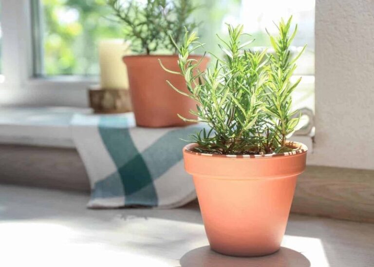 Overwintering Rosemary Indoors Kills It Fast Unless You Move It Before the First Frost