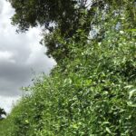 Florida Homeowners Are Swapping Failing Vinyl Fences for This Native Hedge That Improves Every Year