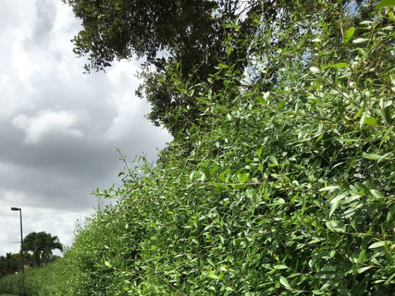 Florida Homeowners Are Swapping Failing Vinyl Fences for This Native Hedge That Improves Every Year