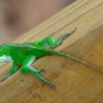 Green Anoles Are Crowding North Carolina Porch Containers This Fall, and Here’s the Hidden Buffet Drawing Them In
