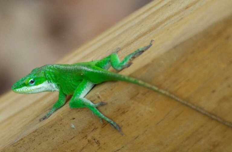 Green Anoles Are Crowding North Carolina Porch Containers This Fall, and Here’s the Hidden Buffet Drawing Them In