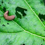 Those silver trails across your Central Texas kale may signal slugs or snails feeding on young seedlings