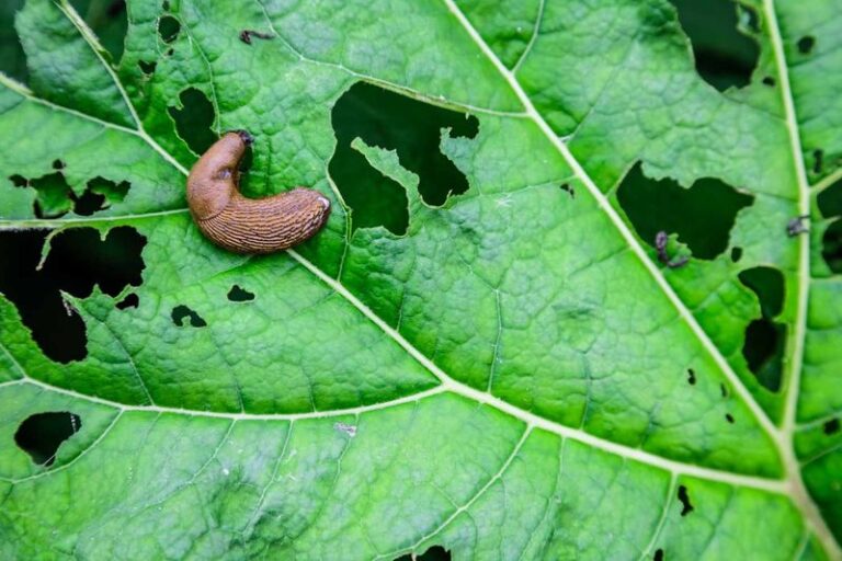 Those silver trails across your Central Texas kale may signal slugs or snails feeding on young seedlings