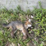 What North Carolina Gardeners Should Do The Moment They Spot A Baby Fox Curled Up In The Yard