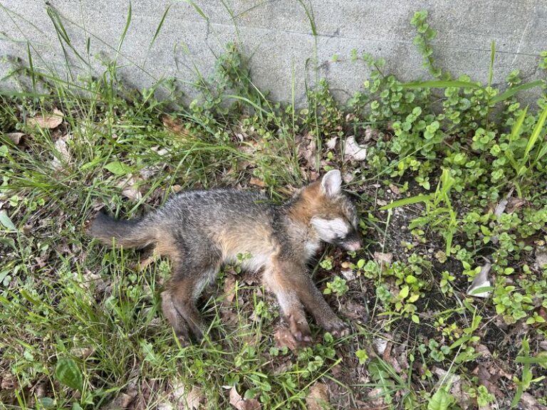 What North Carolina Gardeners Should Do The Moment They Spot A Baby Fox Curled Up In The Yard