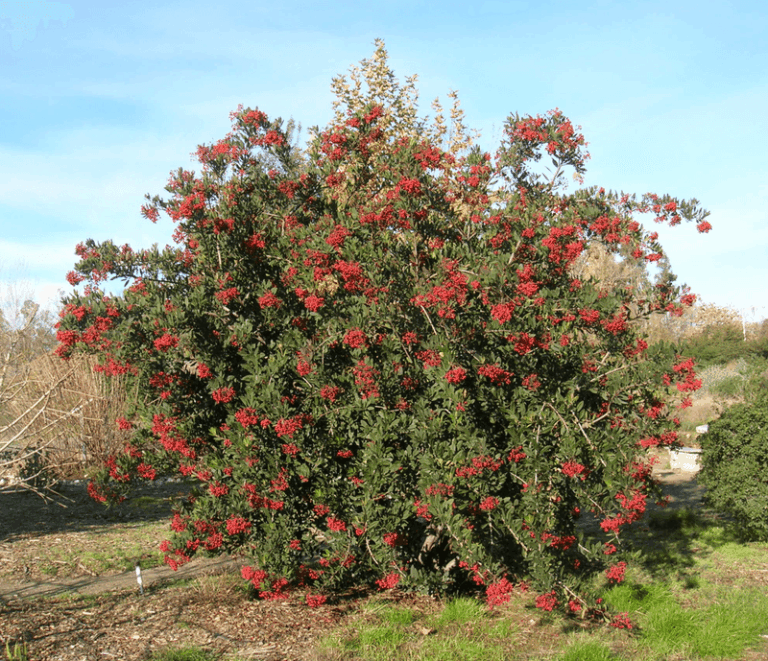 The Fire-Smart California Plants That Keep Your Mailbox and Curbside Beds Looking Sharp Through the Driest Stretch