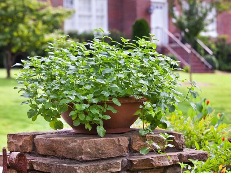 7 Florida Herbs Worth Growing Along Your Porch This Fall for More Than Just Cooking
