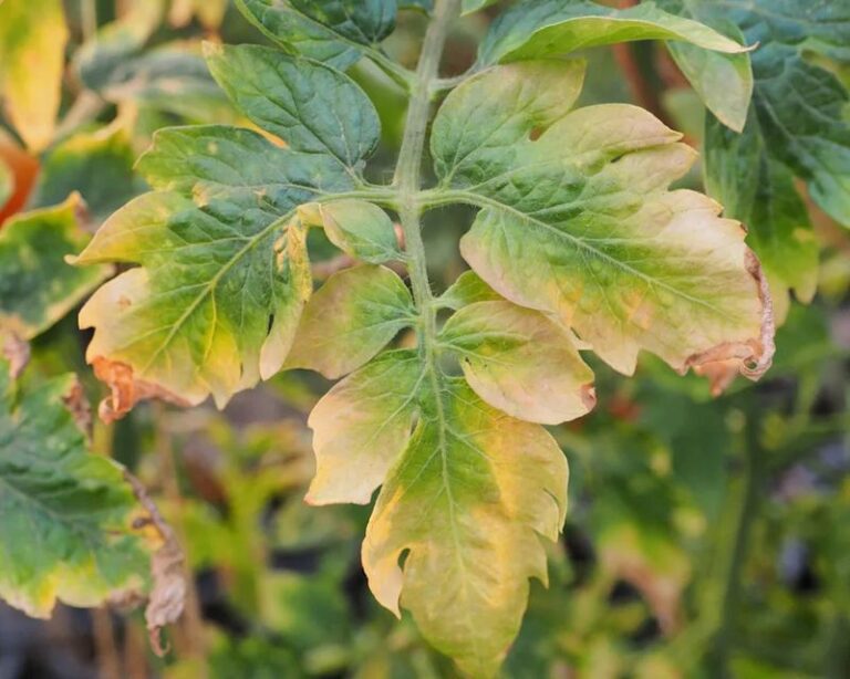 What Yellow Leaves on Your North Carolina Tomatoes Are Really Telling You Before It’s Too Late to Save the Plant