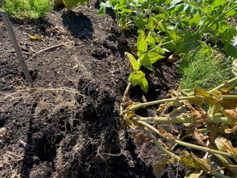 Why Guidance Says to Leave Healthy Tomato Roots in California Beds, and When to Pull Them